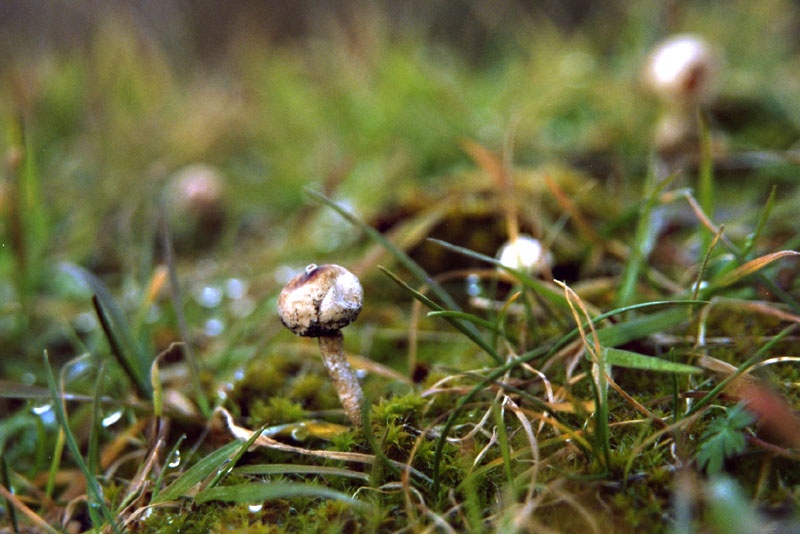 Tulostoma brumale